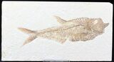 Detailed Diplomystus Fish Fossil From Wyoming #21889-1